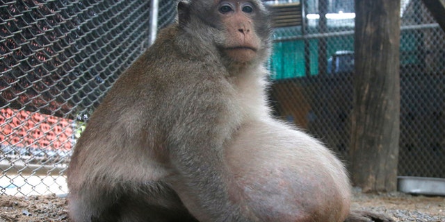 A wild obese macaque, named "Uncle Fat" who was rescued from a Bangkok suburb, sits in a rehabilitation center in Bangkok, Thailand, Friday, May 19, 2017. The morbidly obese wild monkey, who gorged himself on junk food and soda from tourists, has been rescued and placed on a strict diet. (AP Photo/Sakchai Lalit)