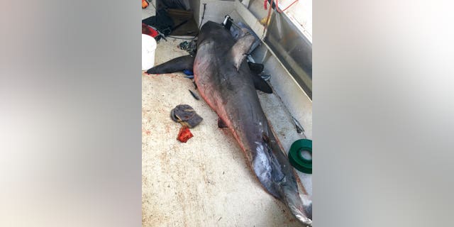 A 2.7-meter (9-foot) great white shark lays on the deck of a fishing boat at Evans Head, Australia. (Lance Fountain via Associated Press)