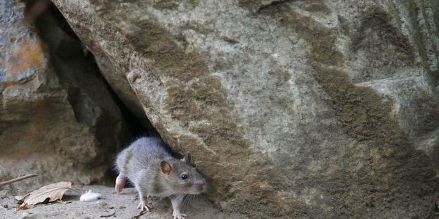 rat ap