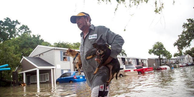 Dogs being evacuated during Hurricane Harvey.