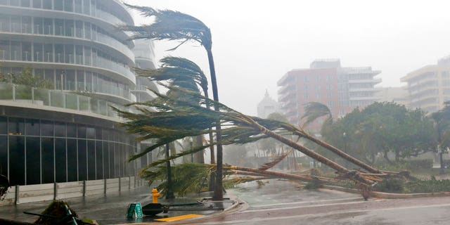 Palm trees lie strewn across the road in Miami Beach.