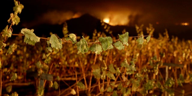 A wildfire from a distant mountain burns over a vineyard in Kenwood, Calif., Tuesday, Oct. 10, 2017.