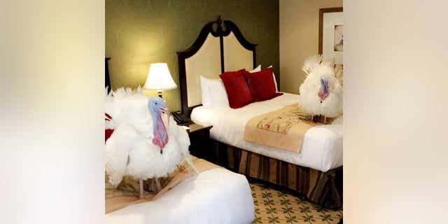 The 2017 Presidential Flock, Wishbone and Drumstick, enjoy their accommodations at the Willard InterContinental Hotel in Washington, D.C., ahead of Tuesday's pardoning event.