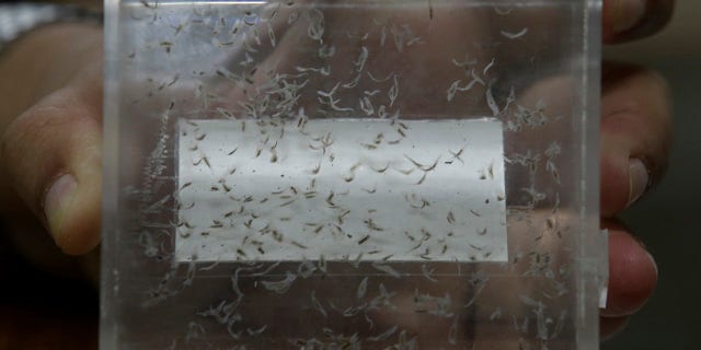 Preserved liver fluke parasites at the Siriraj Hospital in Bangkok, Thailand.