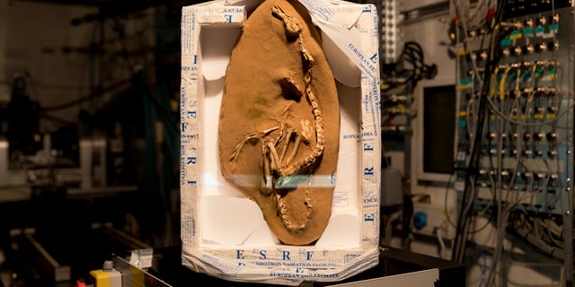 This photo provided by the European Synchrotron Radiation Facility shows a Halszkaraptor escuilliei fossil at the ESRF facility in Grenoble, France.
