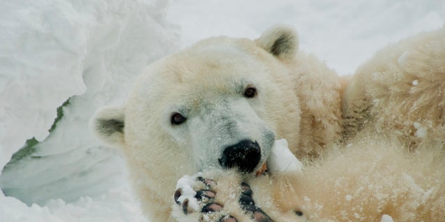 Coldilocks, the oldest living bear in captivity in the U.S., has far surpassed the life expectancy for the breed in captivity, which is 23 years.