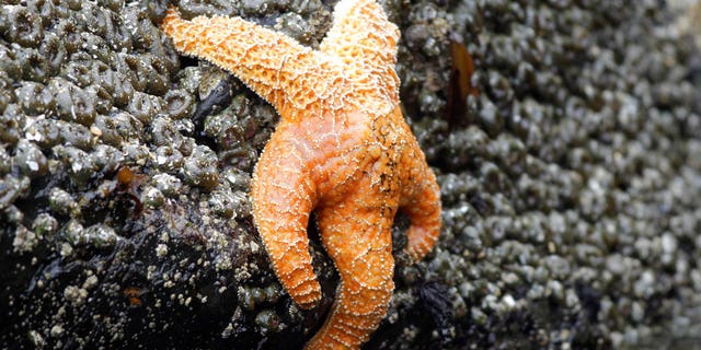 starfish ap