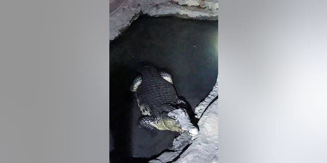 In this undated handout photo released by the Russian Interior Ministry official website on Friday, Jan. 19, 2018, a crocodile rests in a small pool of water dug in a concrete basement in St. Petersburg, Russia.