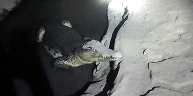 In this undated handout photo released by the Russian Interior Ministry official website on Friday, Jan. 19, 2018, a crocodile rests in a small pool of water dug in a concrete basement in St. Petersburg, Russia.