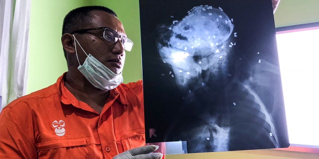 Authorities said they found more than 70 pellets in the head of the orangutan.