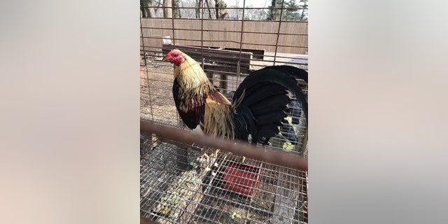 The rooster pictured above was among at least 60 seized Friday from a site outside New York City, authorities said.