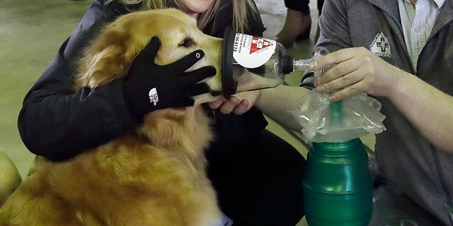 An oxygen mask is demonstrated on Smokey, a golden retriever, on Thursday in Detroit. The Detroit Fire Department is the recipient of more than 800 pet oxygen masks.