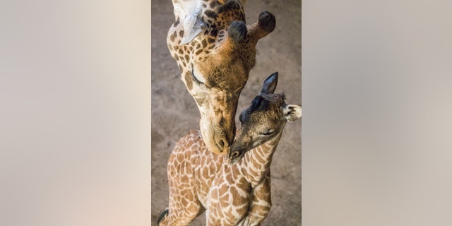 Curator of Mammals Michele Green says it was a fast and smooth birth, and the female calf stood up and was nursing in only two hours