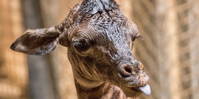 The zoo's Masai giraffe, Audrey, gave birth earlier this week to a healthy female calf.