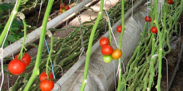 In this April 2, 2018, photo, organic tomatoes grow on vines planted in soil in a greenhouse at Long Wind Farm in Thetford, Vt. Owner Dave Chapman is a leader of a farmer-driven effort to create an additional organic label that would exclude hydroponic farming and concentrated animal feeding operations. (AP Photo/Lisa Rathke)