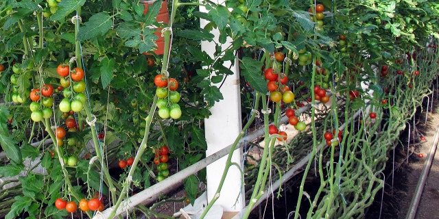 The group creating the new label, which calls itself the Real Organic Project, said it has not abandoned the National Organic Program, which is the federal standard, and is not attacking organic farmers.
