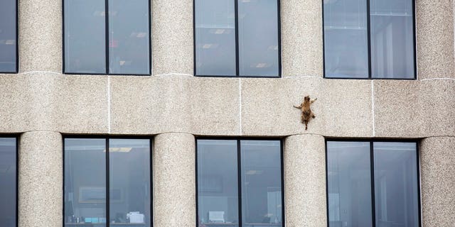 A raccoon scurries up the side of the UBS Tower in St. Paul, Minn., on Tuesday, June 12, 2018.