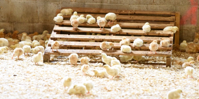 Attendees of the 3rd Annual Perdue Farms Animal Care Summit toured the Perdue Research Farm on Wednesday, July 11, 2018 in Westover, Md.