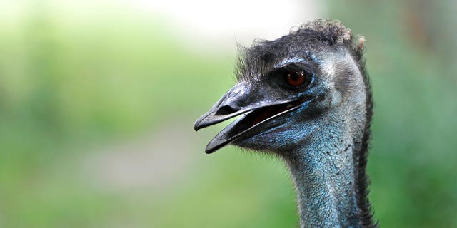 An emu was among the nine animals killed in the weekend attack.