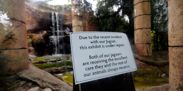 The jaguar habitat was closed for officials to fix the hole in the fence.