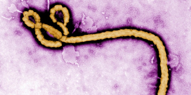 The new case is the first time scientists have suggested that Ebola was spread from a woman after such a prolonged period.
