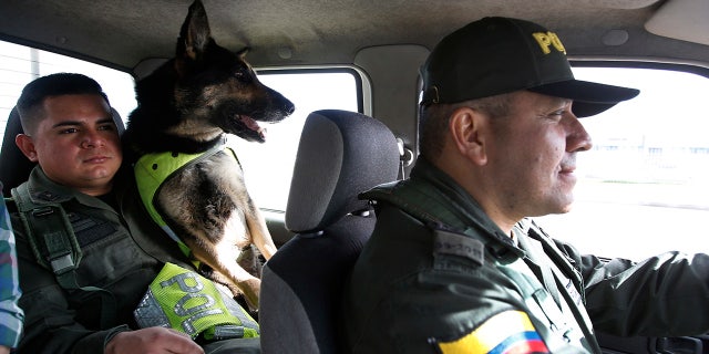 Colombian police recently revealed that the Gulf Clan, a cartel that boasts its own guerrilla army, has offered a reward of $70,000 to whoever kills or captures the savvy hound.