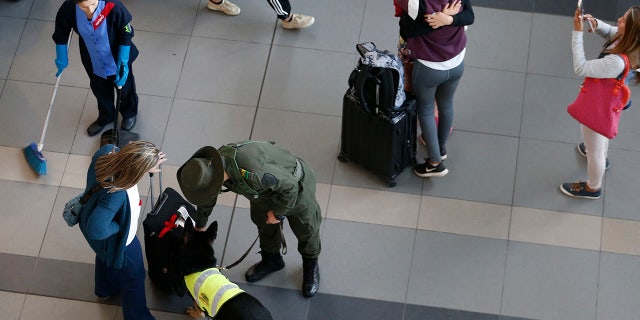 Drug dog Sombra inspects a suitcase at the El Dorado airport in Bogota, Colombia