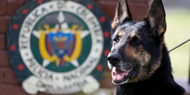 Drug dog Sombra has helped detect more than 2,000 kilos of cocaine hidden in suitcases, boats and large shipments of fruit.