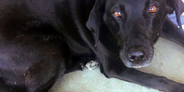 Black Lab named Lucy at McMenamins Gearhart Golf Links in Gearhart, Ore. The discovery of Lucy led to the unraveling of a criminal case