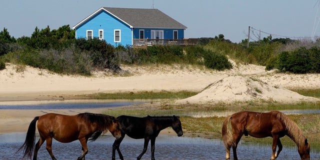 As North Carolina braces for Hurricane Florence, some tourists and residents are worried about the famous wild horses that roam the Outer Banks. But Sue Stuska, a wildlife biologist based at Cape Lookout National Seashore, said the horses instinctively know what to do in a storm