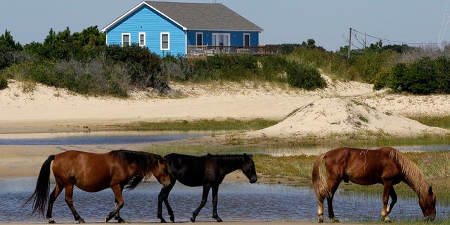 As North Carolina braces for Hurricane Florence, some tourists and residents are worried about the famous wild horses that roam the Outer Banks. But Sue Stuska, a wildlife biologist based at Cape Lookout National Seashore, said the horses instinctively know what to do in a storm