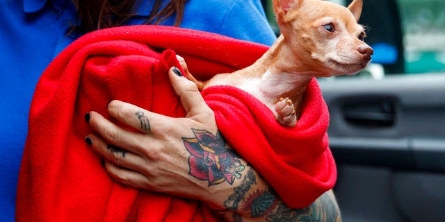 Frances, an 8-year-old Chihuahua mix, is one of 26 cats and dogs who were transported from Virginia to Washington, D.C. ahead of Hurricane Florence's expected landfall later this week.