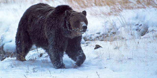 The grizzly bear known as "Scarface," photographed in 2005.