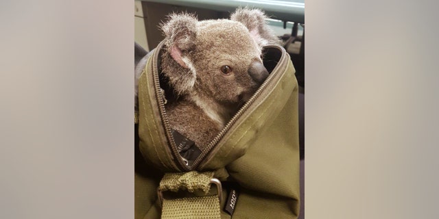 In this photo provided on Nov. 7, 2016, by the Queensland Police, a koala peeks out form the top of a bag at the Upper Mount Gravatt Police station in Brisbane, Australia, after it was found in the bag carried by a woman who was being arrested. Police said that when they asked the 50-year-old woman if she had anything to declare Sunday night, Nov. 6, 2016, she handed over a zipped canvas bag that she said contained a baby koala. (Queensland Police via AP)