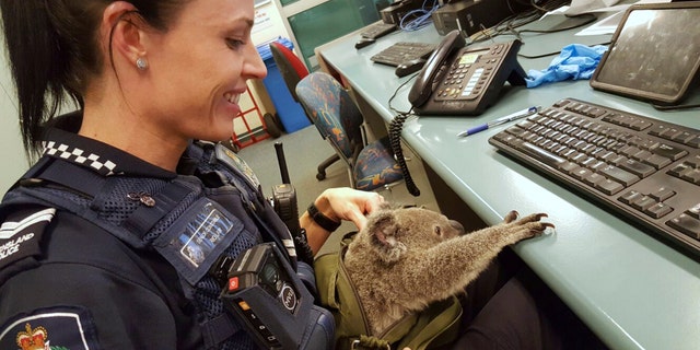 In this photo provided on Nov. 7, 2016, by the Queensland Police, Senior Constable Rio Law holds a koala at the Upper Mount Gravatt Police station in Brisbane, Australia, after it was found in a bag carried by a woman who was being arrested. Police said that when they asked the 50-year-old woman if she had anything to declare Sunday, Nov. 6 night, she handed over a zipped canvas bag that she said contained a baby koala. (Queensland Police via AP)