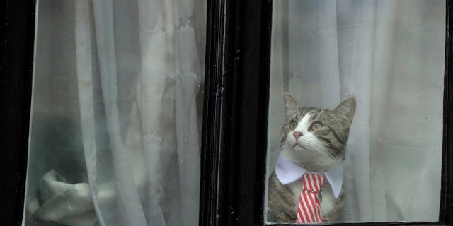 Assange's cat on Monday.