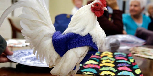 "Prince Peep" wearing a sweater.