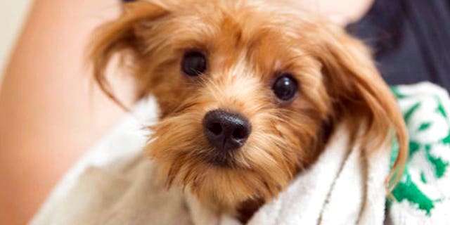 A groomed dog rescued from a scene where over 170 Yorkshire terrier and Yorkie mix dogs were discovered January in Poway, California.