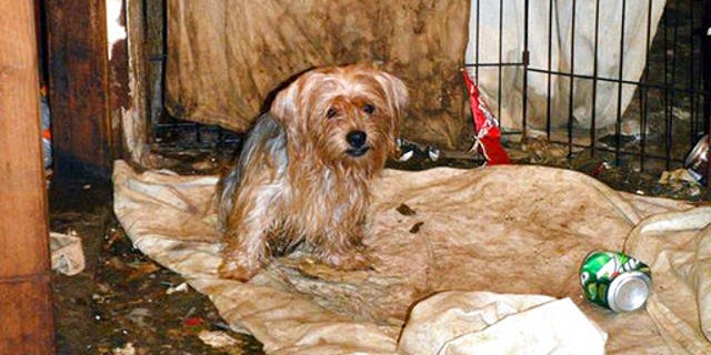 The scene where over 170 Yorkshire terrier and Yorkie mix dogs were discovered in Poway.
