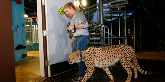 Jennifer Nelson, senior keeper at Zoo Miami, leads a cheetah named Koda to a hurricane resistant structure within the zoo on Saturday.