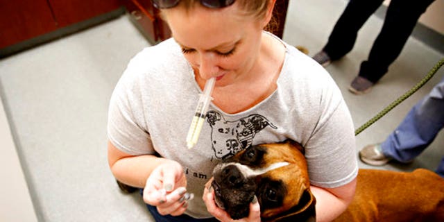 Sarah Podobinski, with Rapscallion to the Rescue, medicates one of the 32 dogs that were taken from Levy County Animal Services in preparation for Hurricane Irma, at the Alachua County Humane Society in Gainesville, Fla., on Saturday.