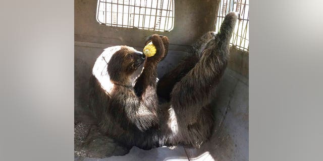 This photo made available by the Monroe County Sheriff's Office, shows Mo the sloth eating an ear of corn as it is evacuated from the Monroe County Sheriff's animal farm Saturday, Sept. 9, 2017, in Key West, Fla. The 250 animals from the farm were relocated to the city jail. (Jeanne Selander/Monroe County Sheriff's Office via AP)