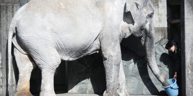 In this Jan. 27, 2016 photo, a zoo attendant feeds Hanako the elephant at Inokashira Park Zoo on the outskirts of Tokyo. An online petition drive wants the 69-year-old Hanako, or "flower child," to be moved to a Thai sanctuary, to live in a natural, grassy habitat where elephants romp in herds, not alone in her concrete pen, with a wading pool she hardly uses and a nearby side building to spend the night. Its attracted tens of thousands of signatures already, with the aim of submitting them to the suburban Tokyo zoo and the Japanese government. (AP Photo/Eugene Hoshiko)