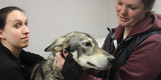 A pre-race blood screening and heart check at Iditarod headquarters in Wasilla, Alaska, on Wednesday.