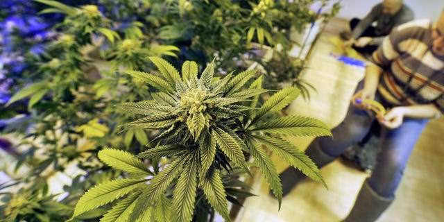 FILE - In this Dec. 31, 2013 file photo, employees tends to marijuana plants at a grow house in Denver. According to law enforcement officials, Colorados legal marijuana marketplace is in some cases serving as cover for a host of illegal drug traffickers who hide their product among the states many legal growing operations, then covertly ship it elsewhere and pocket millions of dollars from its sale. (AP Photo/Brennan Linsley, file)