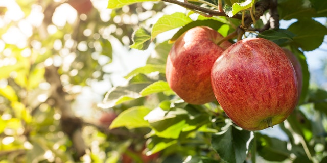 Fall fruits and vegetables are versatile — and tin  supply  robust flavors for galore  meals connected  cold, crisp autumn days. 