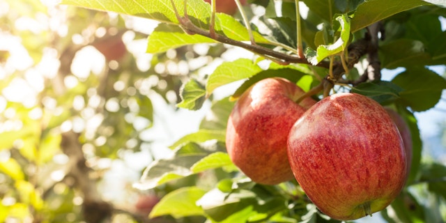 Fall fruits and vegetables are versatile — and can provide strong flavor to many dishes on a cold, crisp fall day.