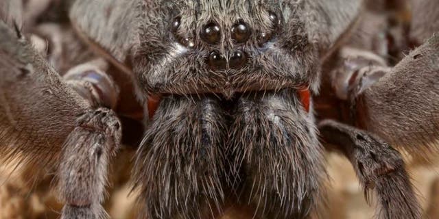 spider softball