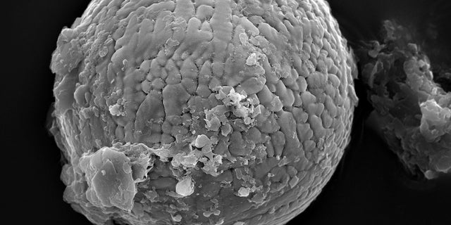 One of 60 micrometeorites extracted from 2.7-billion-year-old limestone, from the Pilbara region in Western Australia. These micrometeorites consist of iron oxide minerals that formed when dust particles of meteoritic iro
