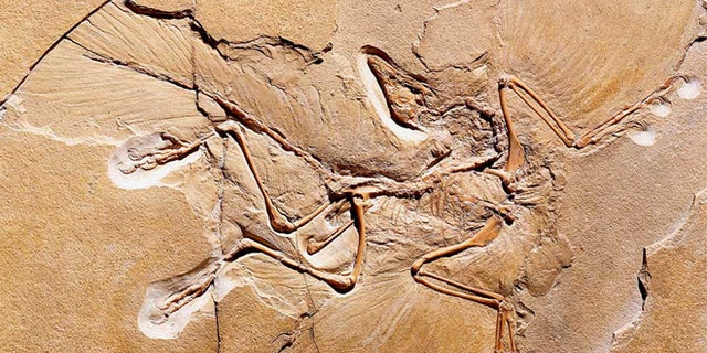real archaeopteryx fossil